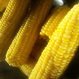 May include: Close-up of three ears of corn, cooked and ready to eat. The corn is yellow and the kernels are plump and juicy.