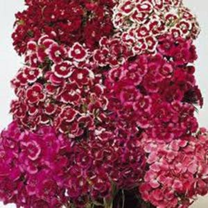 Sweet William Flower Seeds, Heirloom, Country Creek Acres