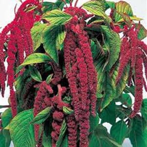 May include: A bunch of red amaranth flowers with green leaves. The flowers are long and thin, and they are arranged in a cluster.