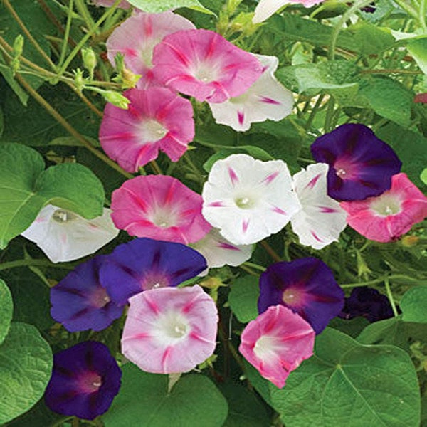 Morning Glory Mix Flower Seeds, Heirloom, Country Creek Acres