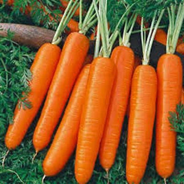 Carrot, Scarlet Nantes Carrot Seeds, Heirloom, NON GMO, Country Creek Acres