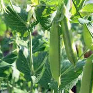 Pea, Sugar Snap Pea Seeds, Heirloom, NON GMO, Country Creek Acres image 2