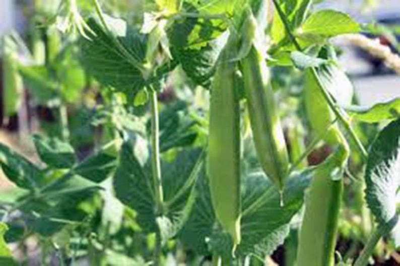 Pea, Sugar Snap Pea Seeds, Heirloom, NON GMO, Country Creek Acres image 2