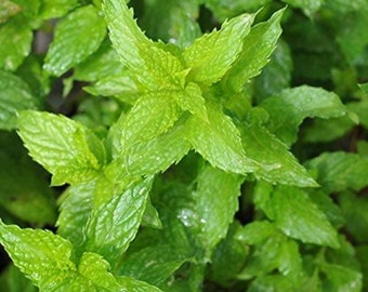 Spearmint Herb Seeds, Heirloom, NON GMO, Country Creek Acres