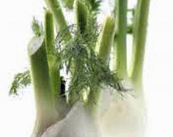 Fennel, Fennel Florence Seeds, Heirloom, NON GMO, Country Creek Acres