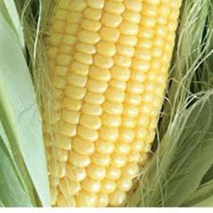 May include: Close-up of a yellow ear of corn with the husks pulled back to reveal the kernels.