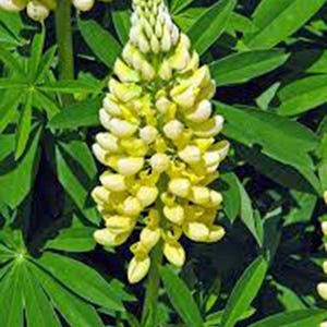 Arroyo Lupine, Golden Yellow Arroyo Lupine Seeds, Heirloom, Country Creek Acres