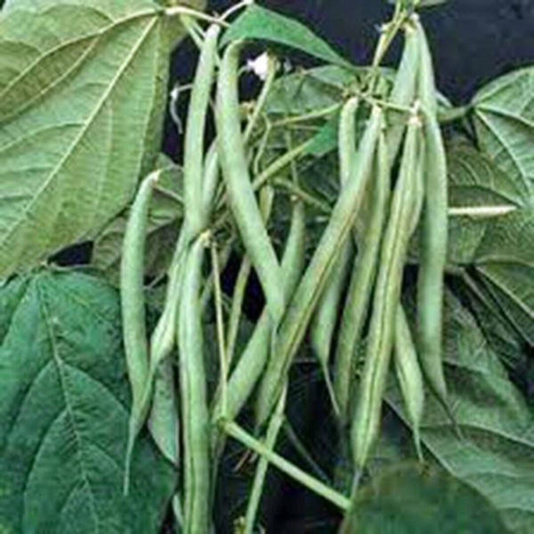 Bean, Blue Lake Green Bean Seeds, Heirloom, NONGMO Seeds, A Terrific Bean for Canning . Country