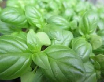 Basil, Sweet Genovese, NON-GMO Seeds, great all around basil, makes excellent pesto. Country Creek Acres
