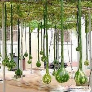 May include: A collection of long, green gourds hanging from a trellis. The gourds are various sizes and shapes, with some having a bulbous bottom and others being more elongated. The gourds are a light green color and have a smooth, shiny surface.