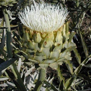 May include: Close-up of a mature artichoke plant. The artichoke head is a pale green color with overlapping bracts, topped with a mass of white, thread-like filaments. The plant has green stems and leaves.