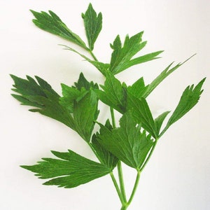 May include: A bunch of fresh green lovage leaves with a light green stem.