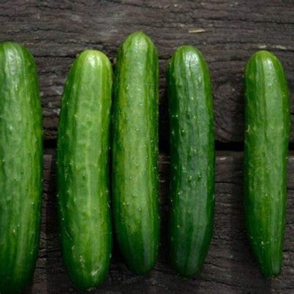 Poinsett 76 Cucumber Seeds, Heirloom, NON GMO, Country Creek Acres