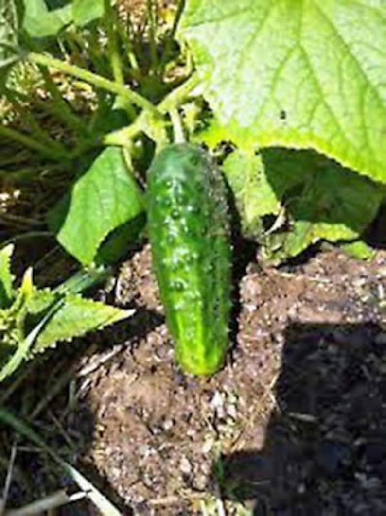 Cucumber, Boston Pickling Cucumber Seeds, Heirloom, NON GMO, Country Creek Acres image 2