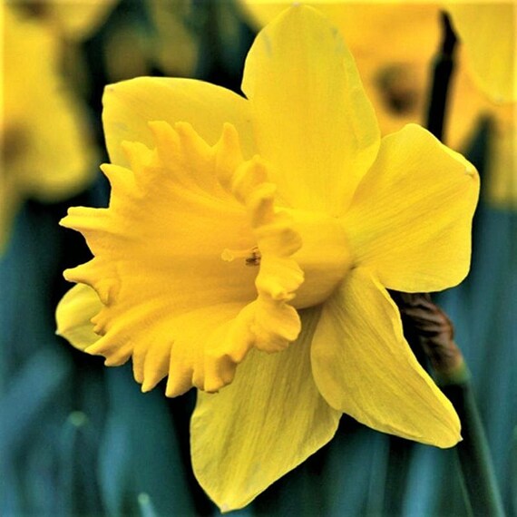 Dutch Master Trumpet Daffodil, Narcissus