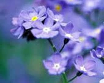 Forget Me Not Seeds, Heirloom, Country Creek Acres