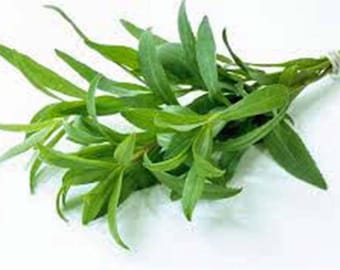 Tarragon, Tarragon Seeds, Heirloom, NON GMO, Country Creek Acres