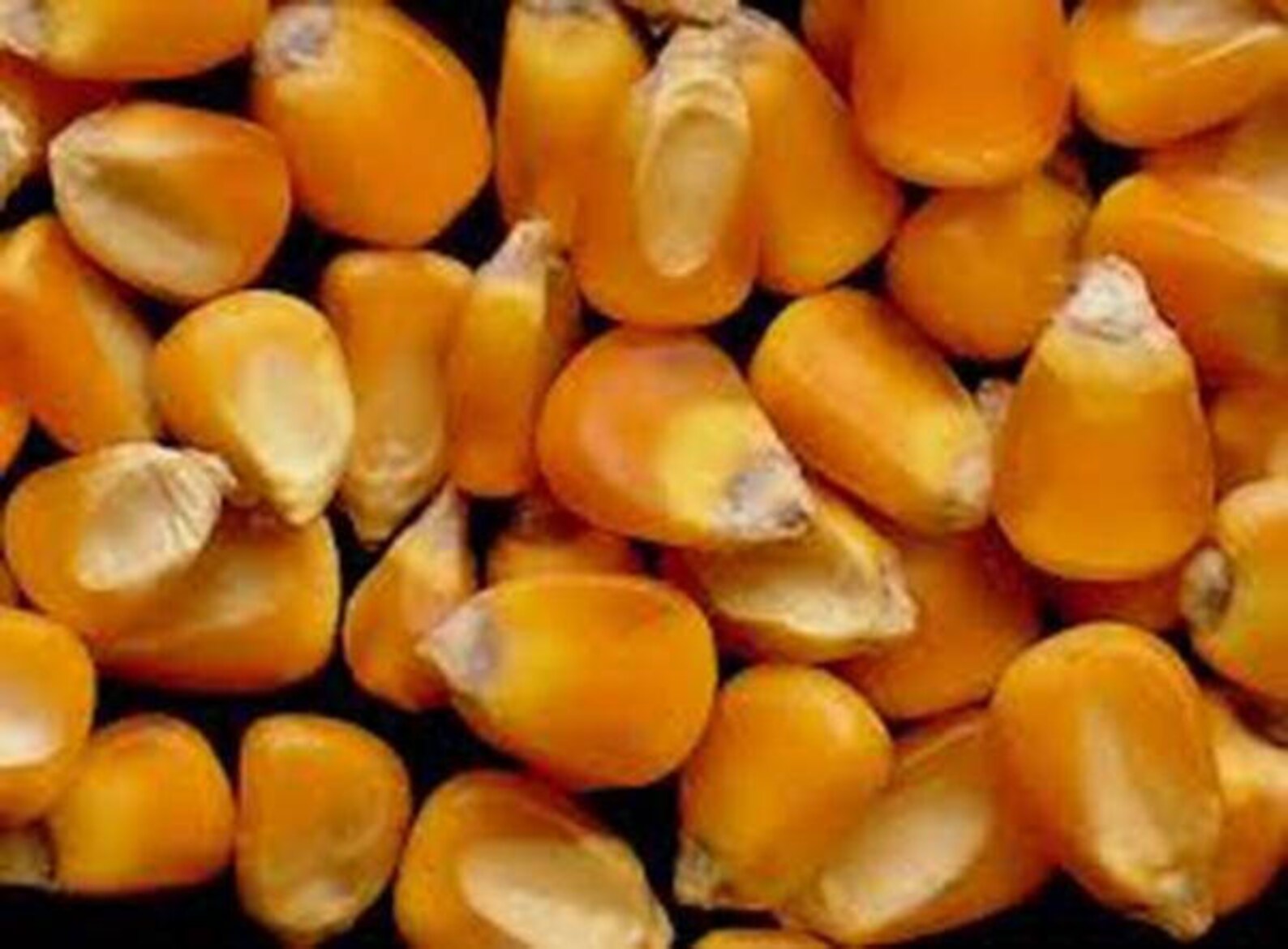 Corn Golden Beauty Corn Seeds Heirloom NON GMO Country Etsy