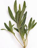 Savory Summer, Savory Summer Seeds, Heirloom, NON GMO, Country Creek Acres