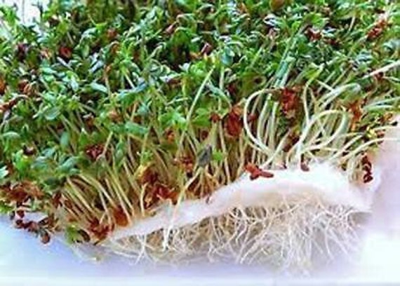 Alfalfa Seeds, Heirloom, NON GMO, Country Creek Acres - Etsy