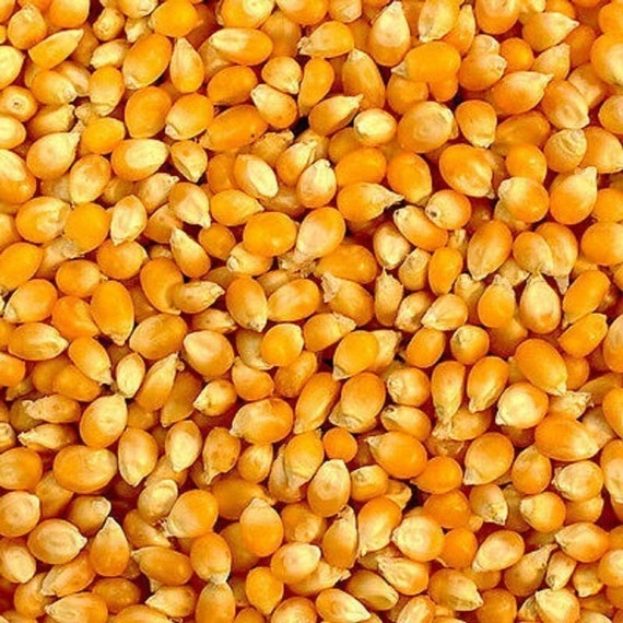 Yellow Popcorn Seed for Growing Popcorn Corn Plant Heirloom Etsy