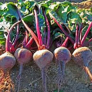 May include: A close-up of freshly harvested beets. The beets are a deep purple color with long, red stems and green leaves. The beets are arranged in a row, with their roots still attached.