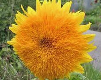 Giant Sungold Sunflower Seeds, Heirloom, Country Creek Acres