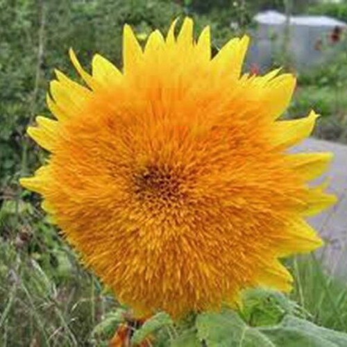 Giant Sungold Sunflower Seeds Heirloom Country Creek Acres Etsy