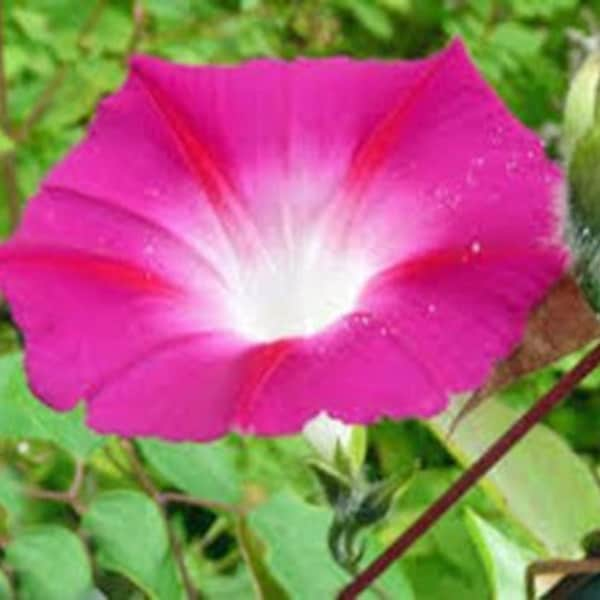 Pink Morning Glory Flower Seeds, Heirloom, Country Creek Acres