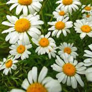 German Chamomile Seeds, Chamomile, Heirloom, NON GMO, Country Creek Acres
