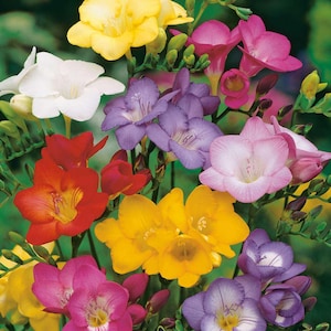 May include: A bouquet of colorful freesia flowers in shades of yellow, white, purple, pink, red, and orange. The flowers are arranged in a cluster, with some buds still closed.