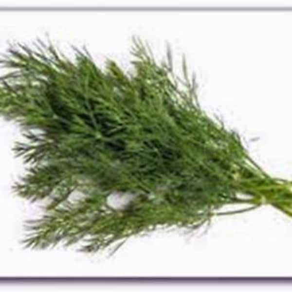 Dill Seed, Dill Bouquet Seeds, Heirloom, NON GMO, Country Creek Acres