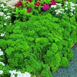 May include: A close-up of a lush green patch of parsley growing in a garden bed. The parsley is surrounded by white flowers and other greenery.