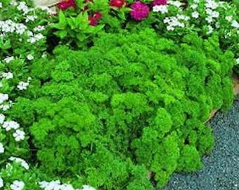 Parsley, Triple Curled Parsley Seeds, Heirloom, NON GMO, Country Creek Acres