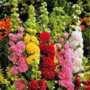 Hollyhock Mixed Flower Seeds, Heirloom, Country Creek Acres image 1