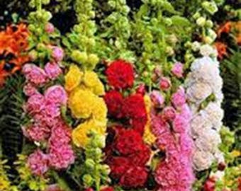 Hollyhock Mixed Flower Seeds, Heirloom, Country Creek Acres