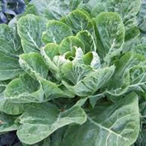 May include: A close-up of a large, green head of collard greens. The leaves are tightly packed and have a slightly crinkled texture.