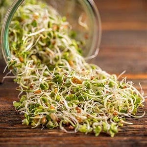 May include: A close-up of a glass jar spilling out a large amount of fresh, green sprouts. The sprouts are a mix of different types, including alfalfa, clover, and radish.