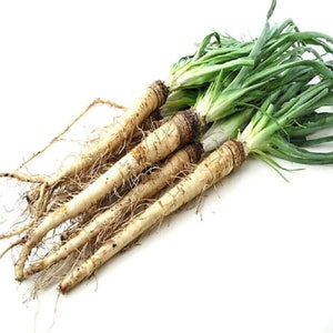 Salsify Sandwich Island Seeds, Heirloom, NON GMO, Country Creek Acres
