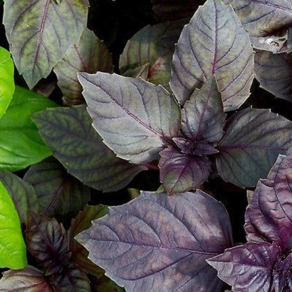 Red Rubin Basil Seeds, Herb, Heirloom, NON GMO, Country Creek Acres