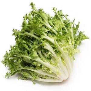 May include: A bunch of fresh green endive lettuce with light green and white leaves.