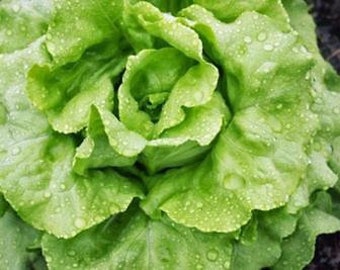 Bibb Lettuce Seeds - Organic Varieties | Johnny's Selected Seeds