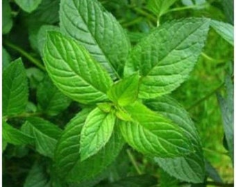 Peppermint, Peppermint Seeds, Heirloom, NON GMO, Country Creek Acres