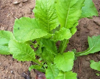 Turnip, Seven Top Turnip Seeds, Heirloom, NON GMO, Country Creek Acres