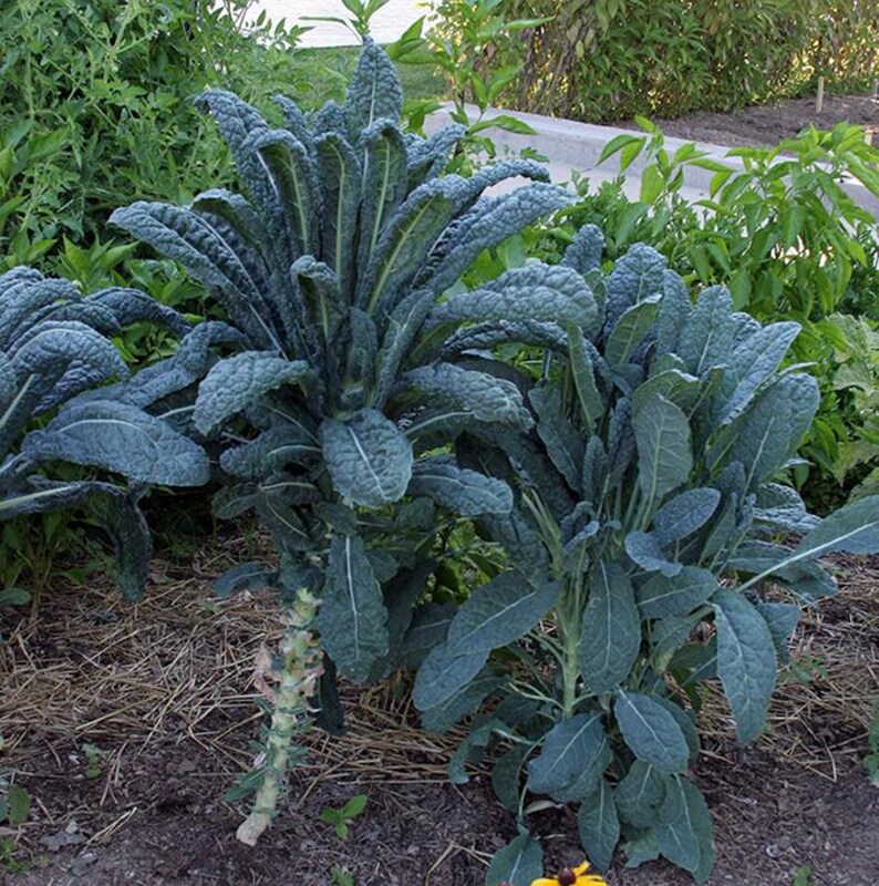 Country Creek Seeds Tuscany Kale