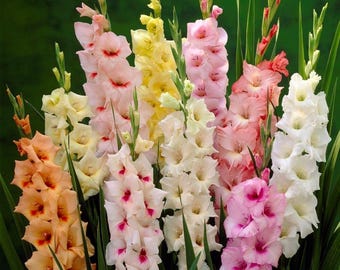 Gladiolus Bulbs/Corms, Pastel Mixed, Mixed Perennial Gladiolus Bulbs, Flowers, Country Creek Acres Brand