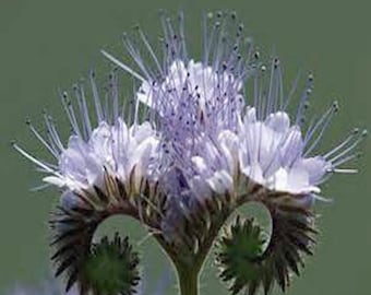 Lacy Phacelia Flower Seeds, Heirloom, NON GMO, Country Creek Acres
