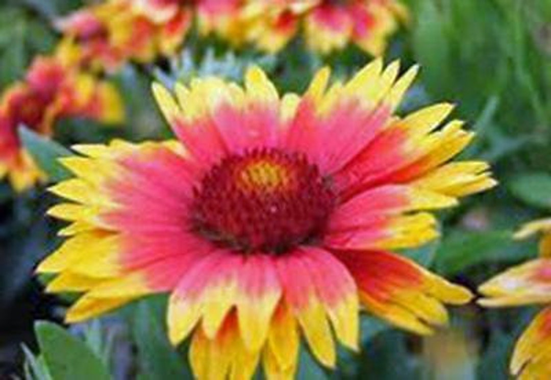Gaillardia Blanket Flower Seeds, Arizona Sun, Heirloom, Country Creek