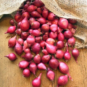 May include: A burlap sack filled with a large quantity of small, red onions. The onions are scattered on a wooden surface.