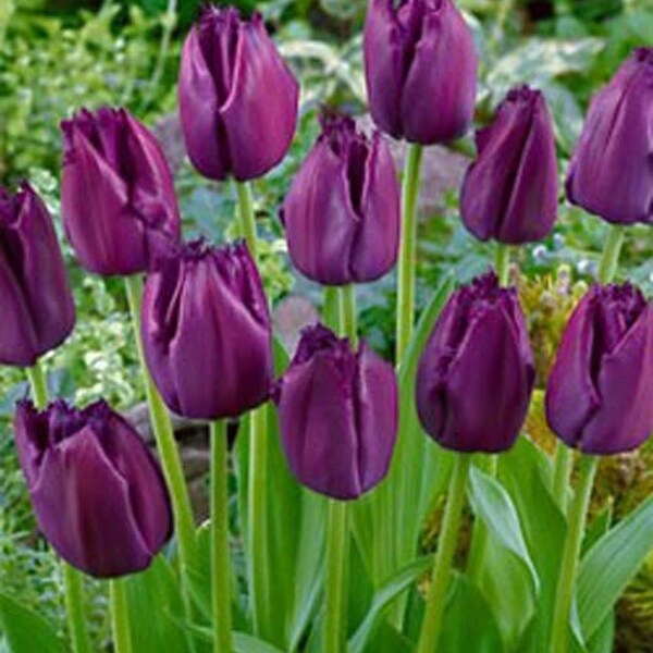 Tulip Bulbs Etsy
